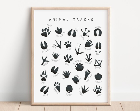 Animal Tracks Identification Chart Wildlife Footprint Poster