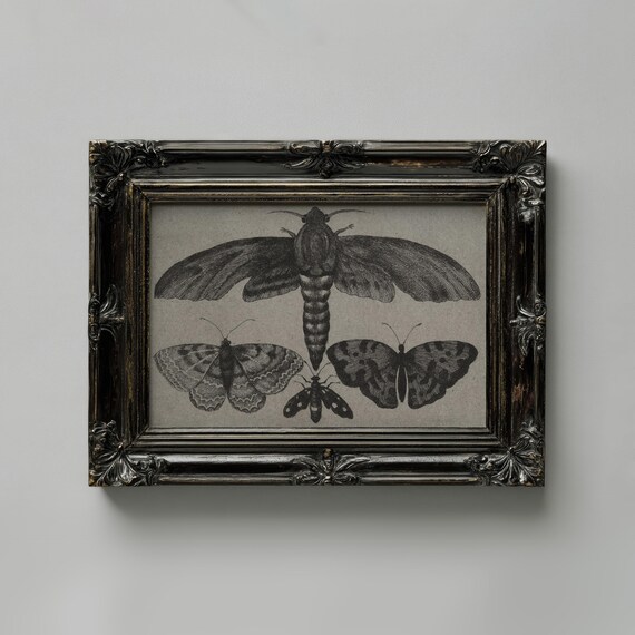 Black Moth and Butterfly Vintage Engraving Halloween Art Poster