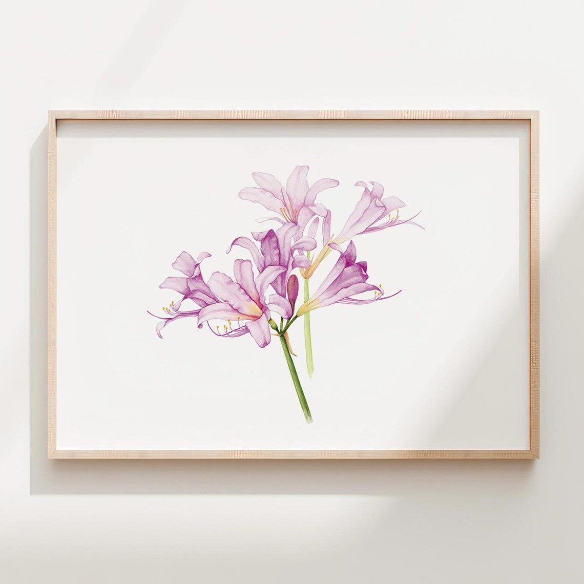 Delicate Pink Surprise Lily Botanical Watercolor Flower Art Poster