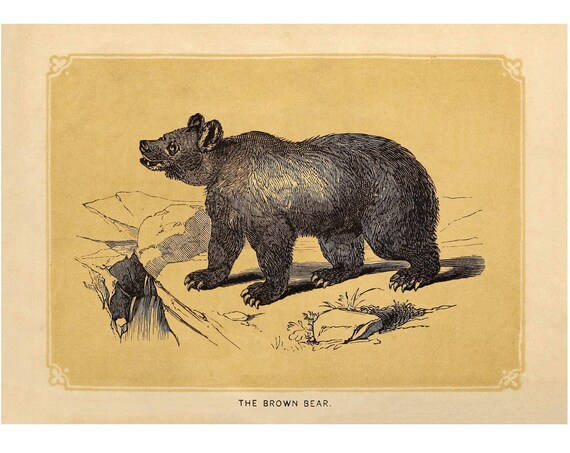 Bear Vintage Antique Animal Art Print