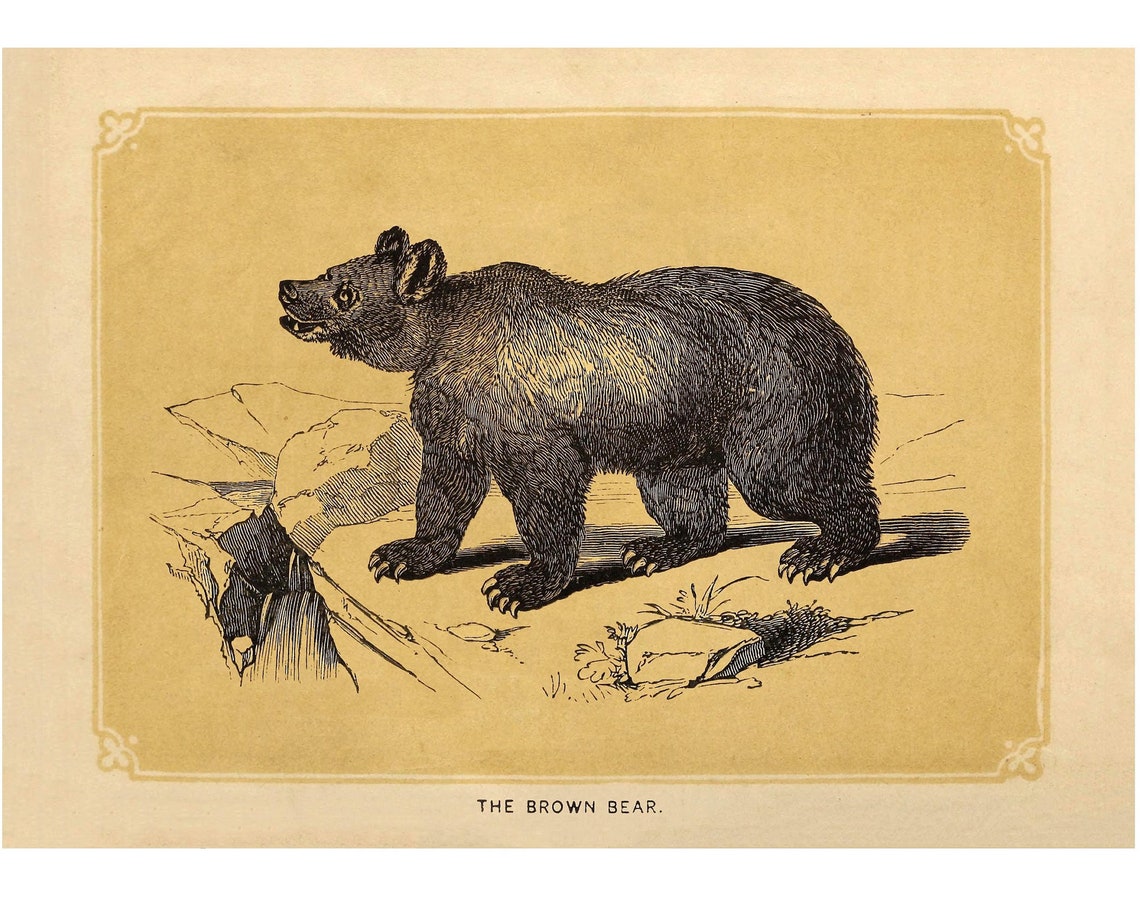 Bear Vintage Antique Animal Art Print
