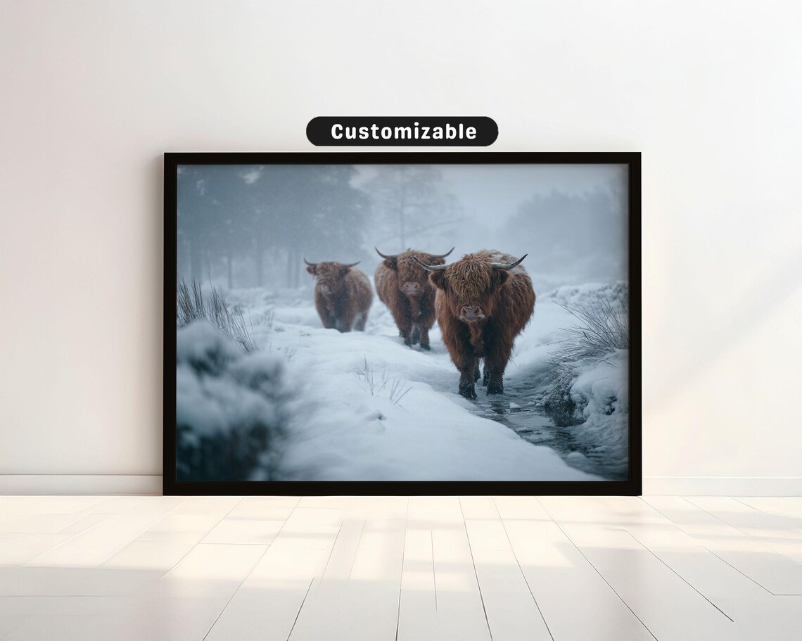 Highland Cows Walking Through Snowy Winter Pasture Photo Poster
