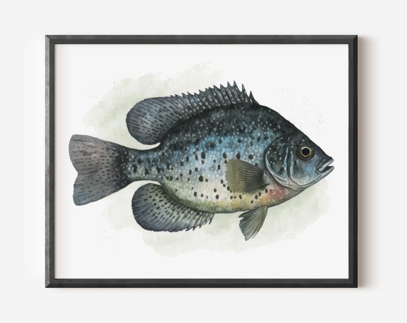Fish Print Crappie Painting Freshwater Watercolor Black Lake Fishing Art Fisherman Gift Man Cave Decor