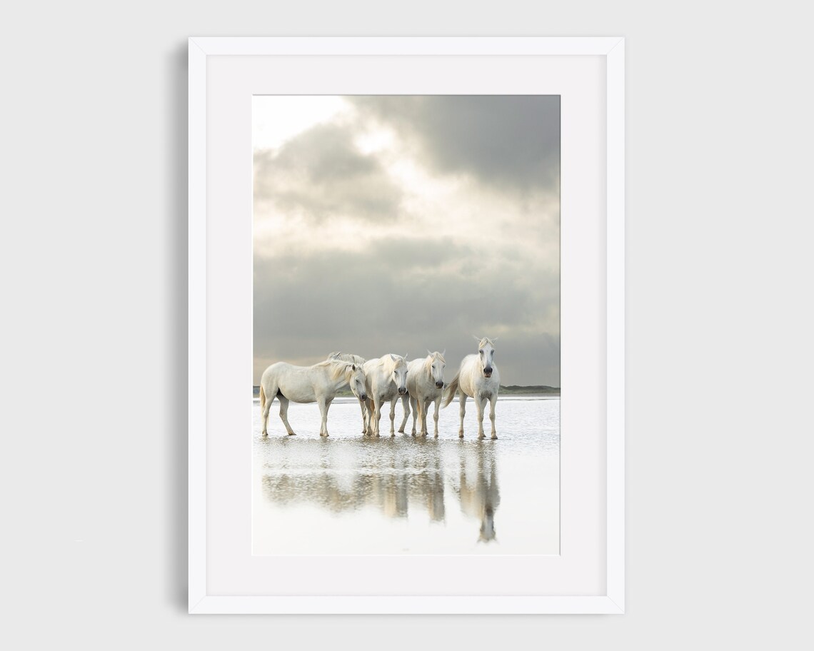 Wild Horse Photography Art Print, Camargue Horse