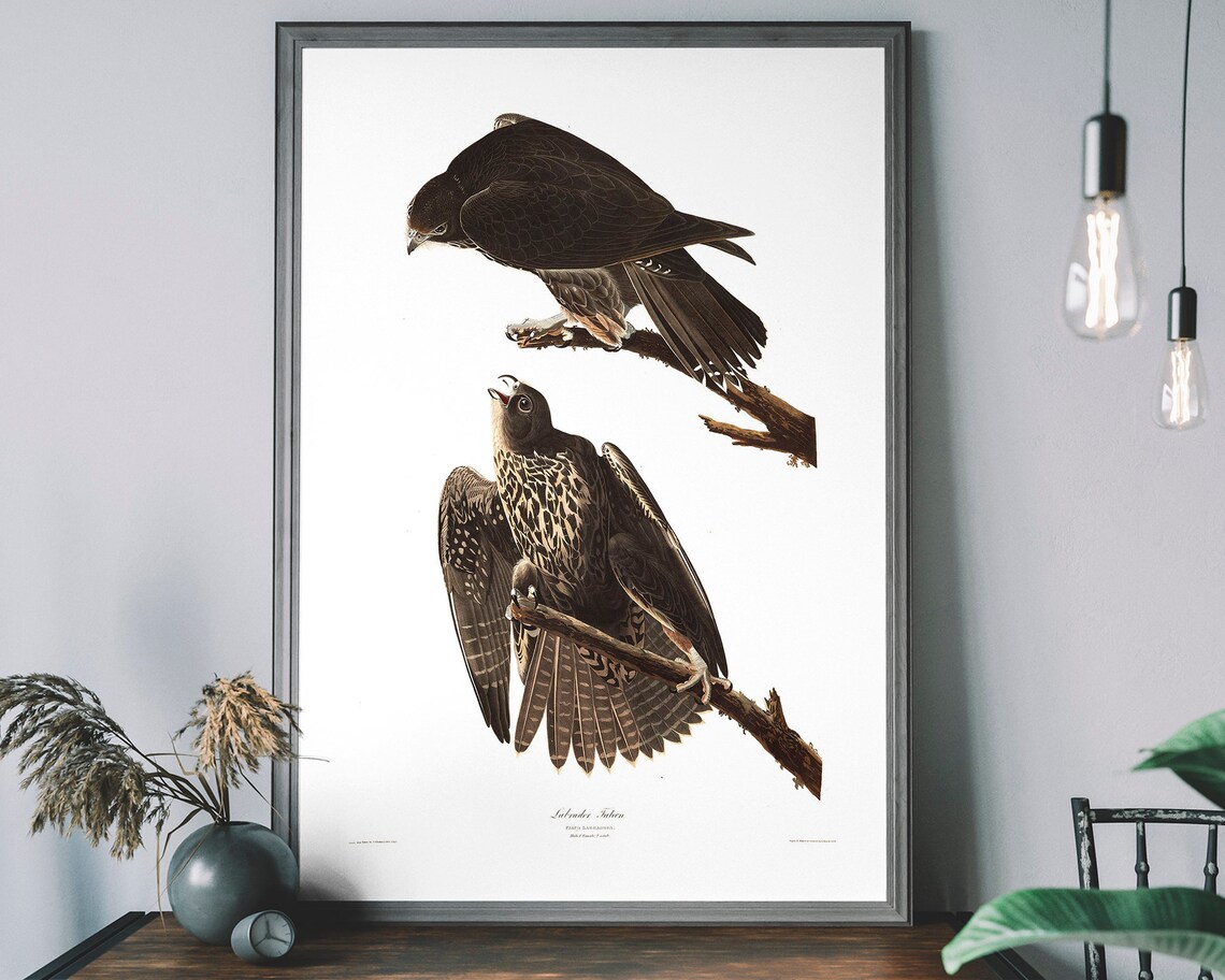 Audubon Labrador Falcon Juvenile Birds Of America Bird Art Poster