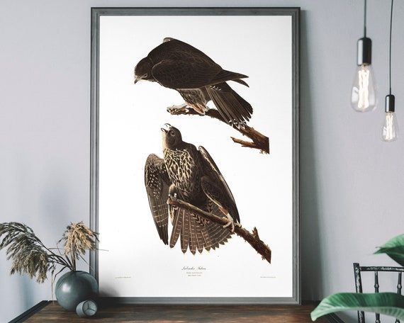 Falcon Vintage Art Print Birds Of America Decor Antique Bird Prey Illustration John Audubon Poster