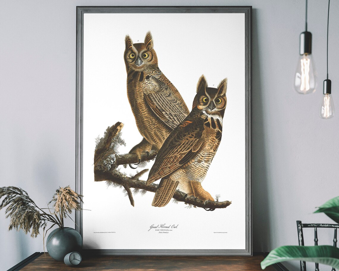 Great Horned Owls Vintage Art Print, Audubon