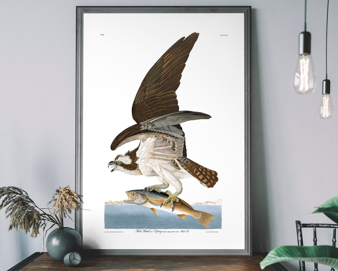 Osprey Vintage Art Print, Birds of America