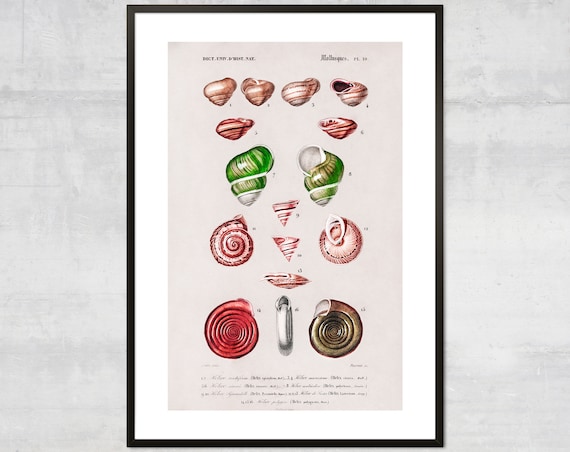 Vintage Mollusques Plate 19 Snail Shell Natural History Study Art Poster
