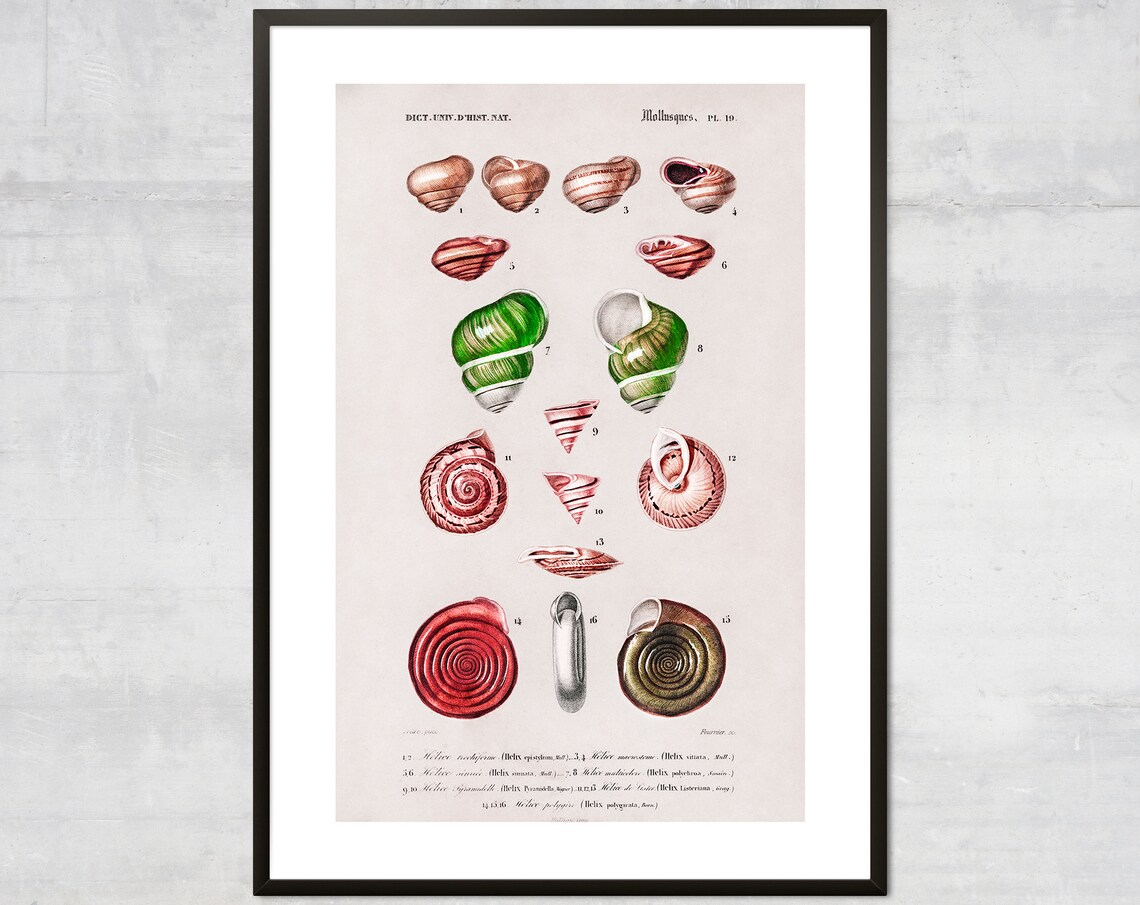 Vintage Mollusques Plate 19 Snail Shell Natural History Study Art Poster