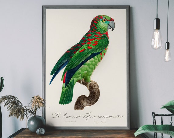Vintage Parrot Art Print Antique Bird Illustration Tropical Poster Classic Wall Decor