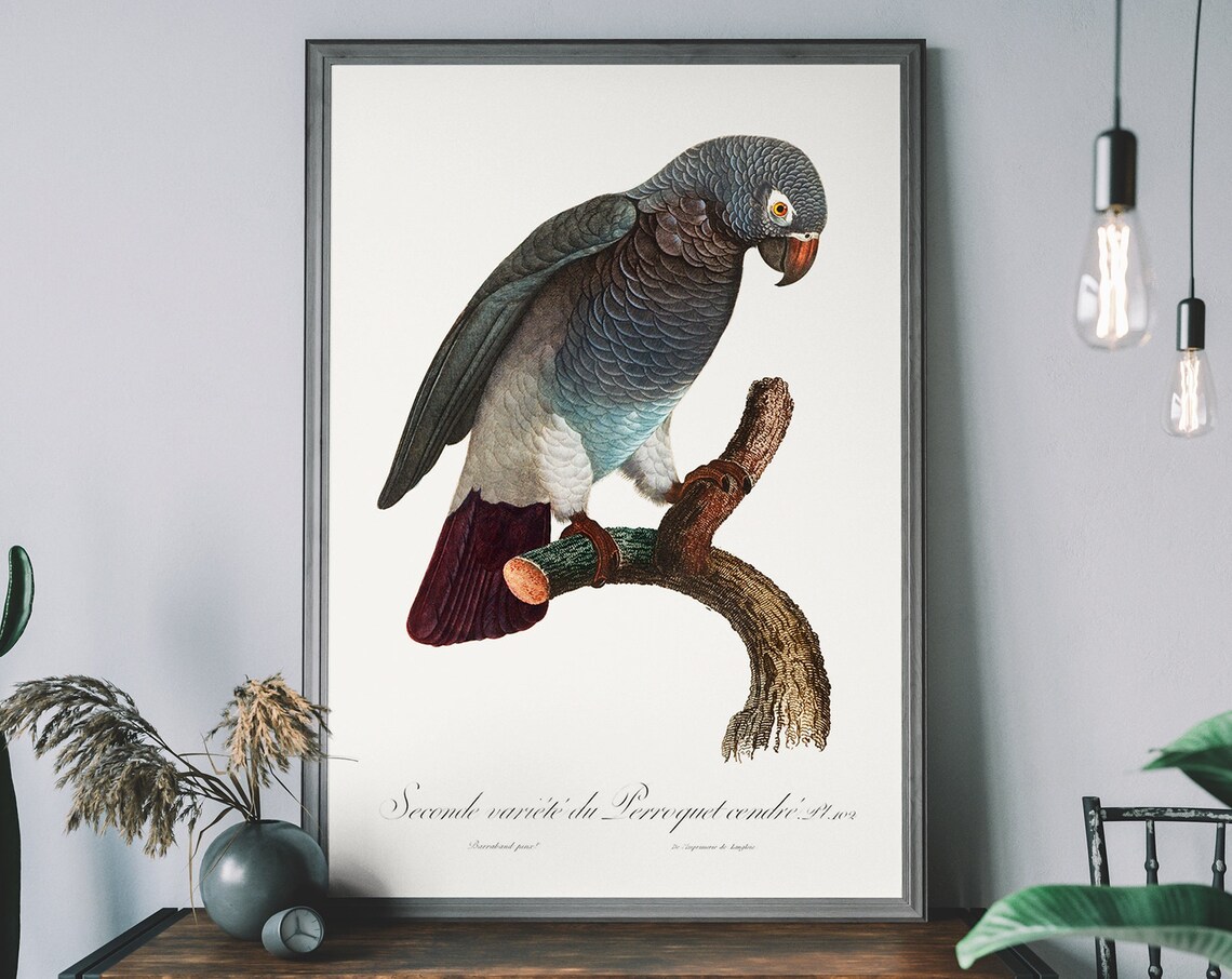 African Grey Parrot Vintage Antique Natural History Bird Print