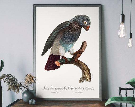 Vintage Grey Parrot Art Print Antique Bird Illustration Tropical Poster Wall
