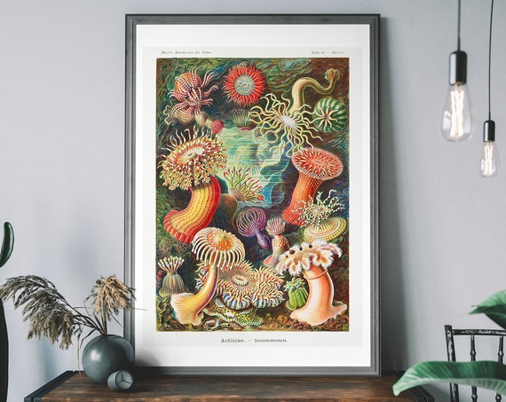 Vintage Ernst Haeckel Sea Anemones Art Print