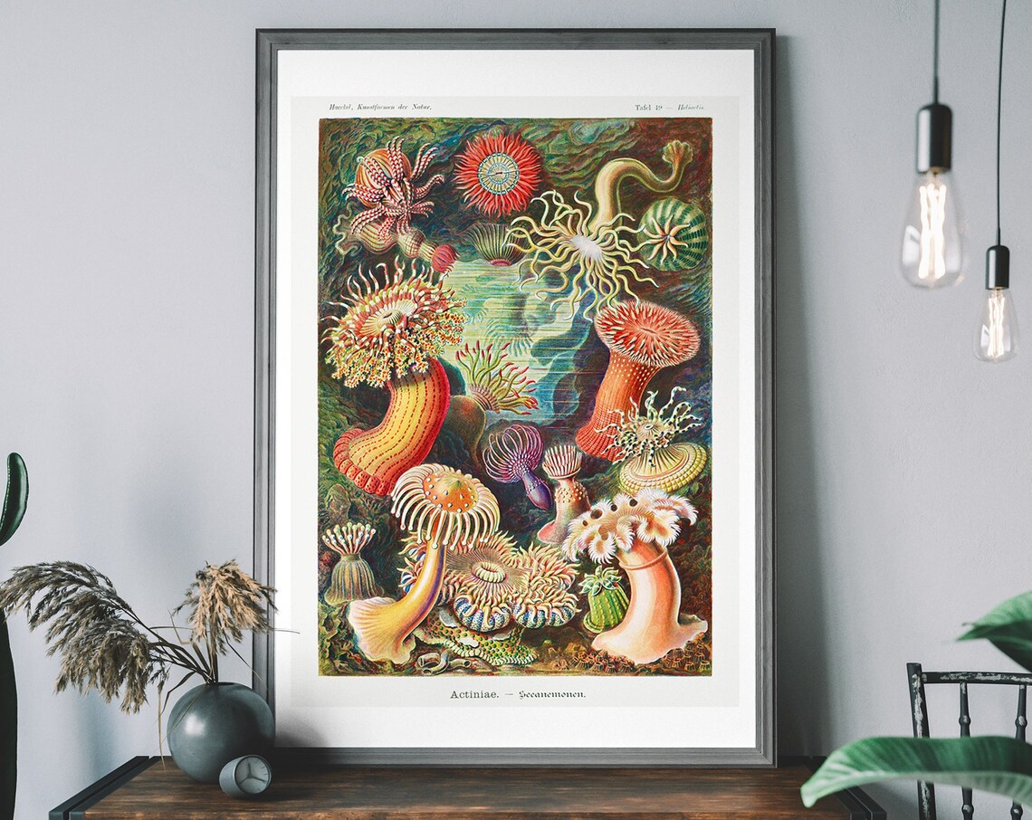 Vintage Ernst Haeckel Sea Anemones Art Print