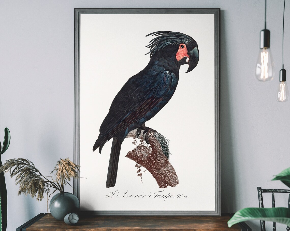 Vintage Cockatoo Art Print, Antique Bird Illustration
