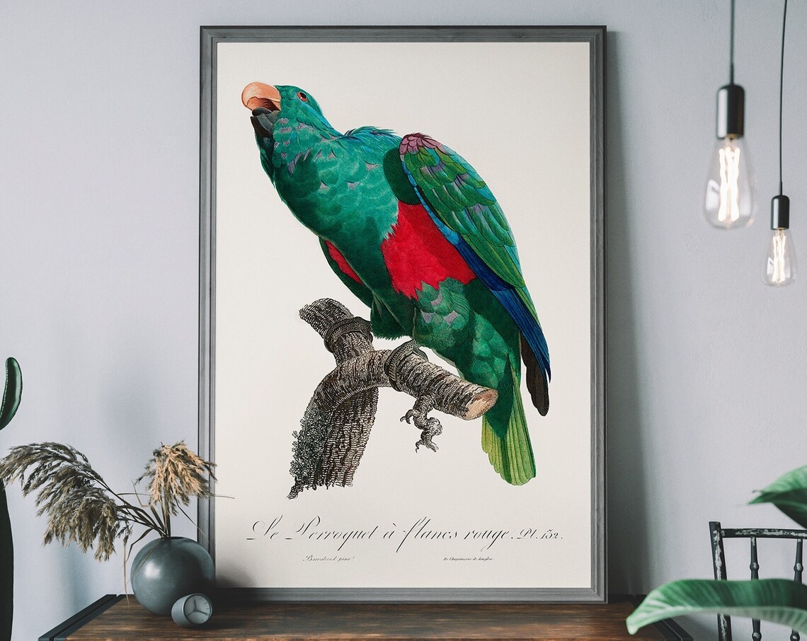 Vintage Parrot Art Print, Antique Bird Illustration