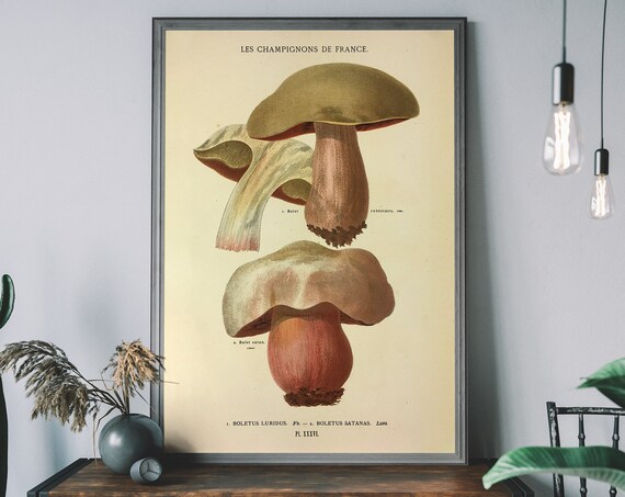 Boletus Mushrooms Vintage French Botanical Illustration Plate Art Poster