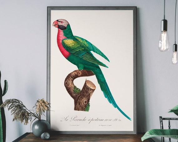 Vintage Red Breasted Parakeet Art Print Antique Bird Illustration Tropical Poster Parrot Wall