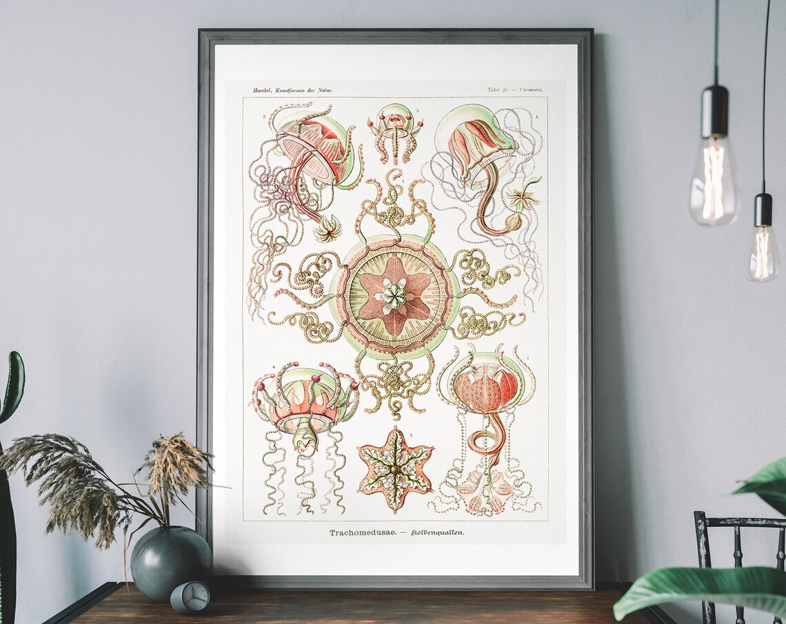 Vintage Jellyfish Art Print, Haeckel Science Diagram