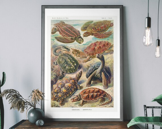 Ernst Haeckel Kunstformen Der Natur Turtles Plate 89 Art Poster