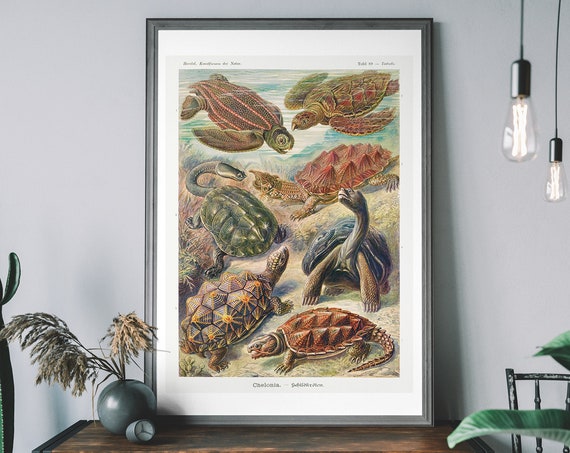 Vintage Ernst Haeckel Turtles Tortoises Art Print Ocean Wall Nautical Decor Scientific Illustration Poster