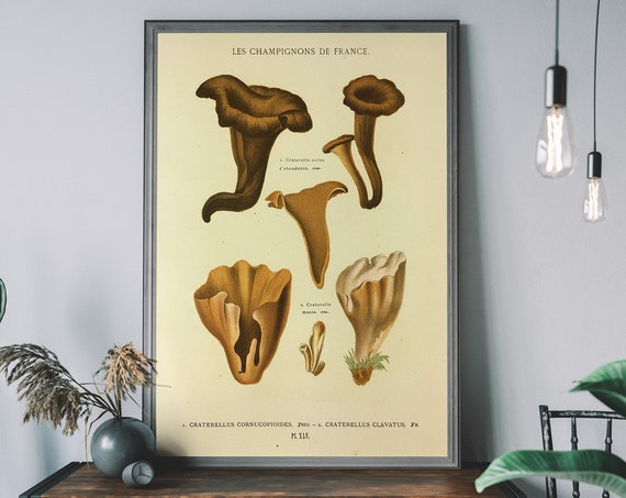 Mushroom Wall Art Botanical Illustration Print Vintage Handdrawn Champignons Farmhouse Decor Food