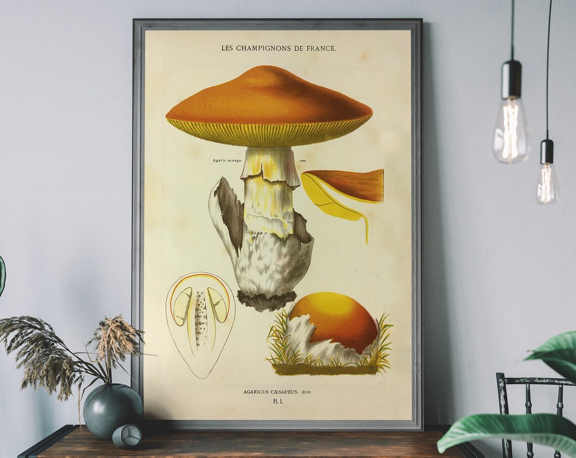 Agaricus Caesareus Vintage French Mushroom Botanical Illustration Poster