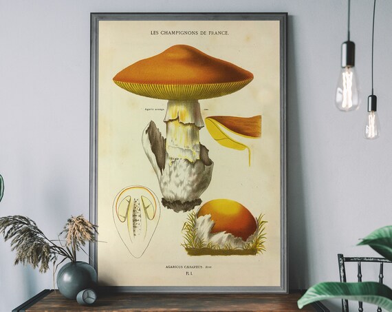 Agaricus Caesareus Vintage French Mushroom Botanical Illustration Poster