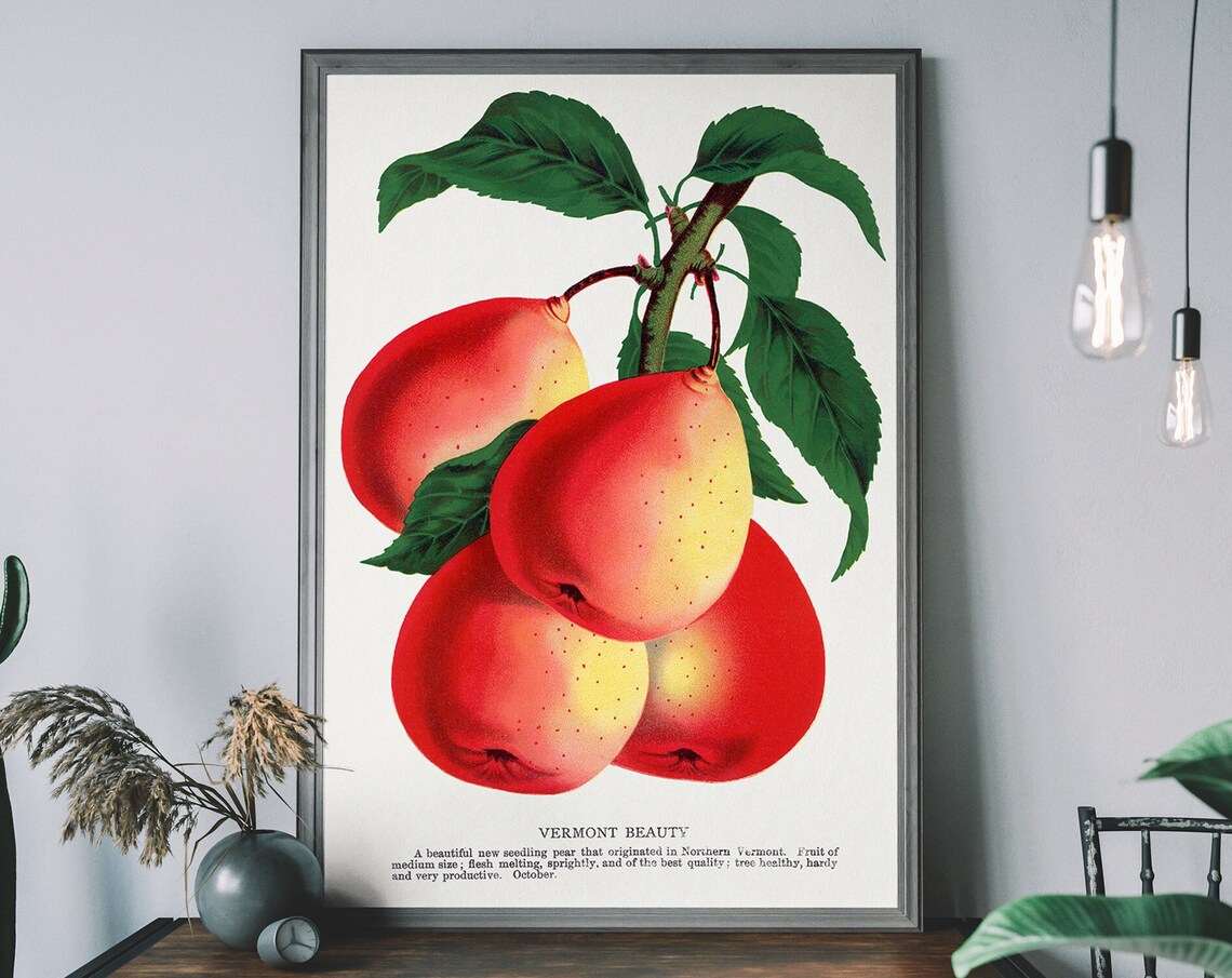 Vintage Pear Poster Lithograph Print Antique Botanical Art Fruit Diagram Rustic Wall Decor
