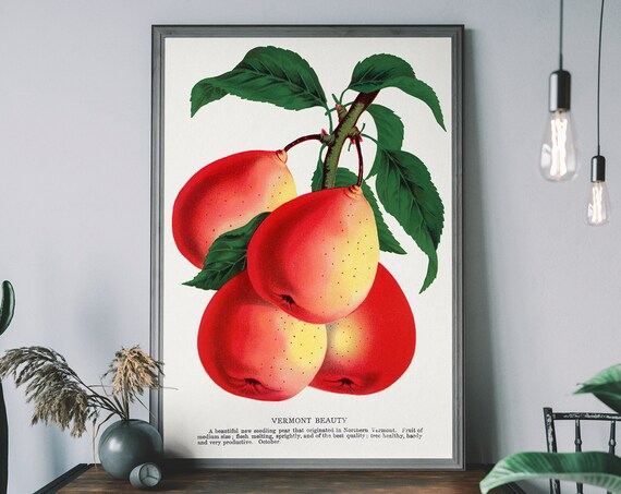 Vintage Pear Poster Lithograph Print Antique Botanical Art Fruit Diagram Rustic Wall Decor