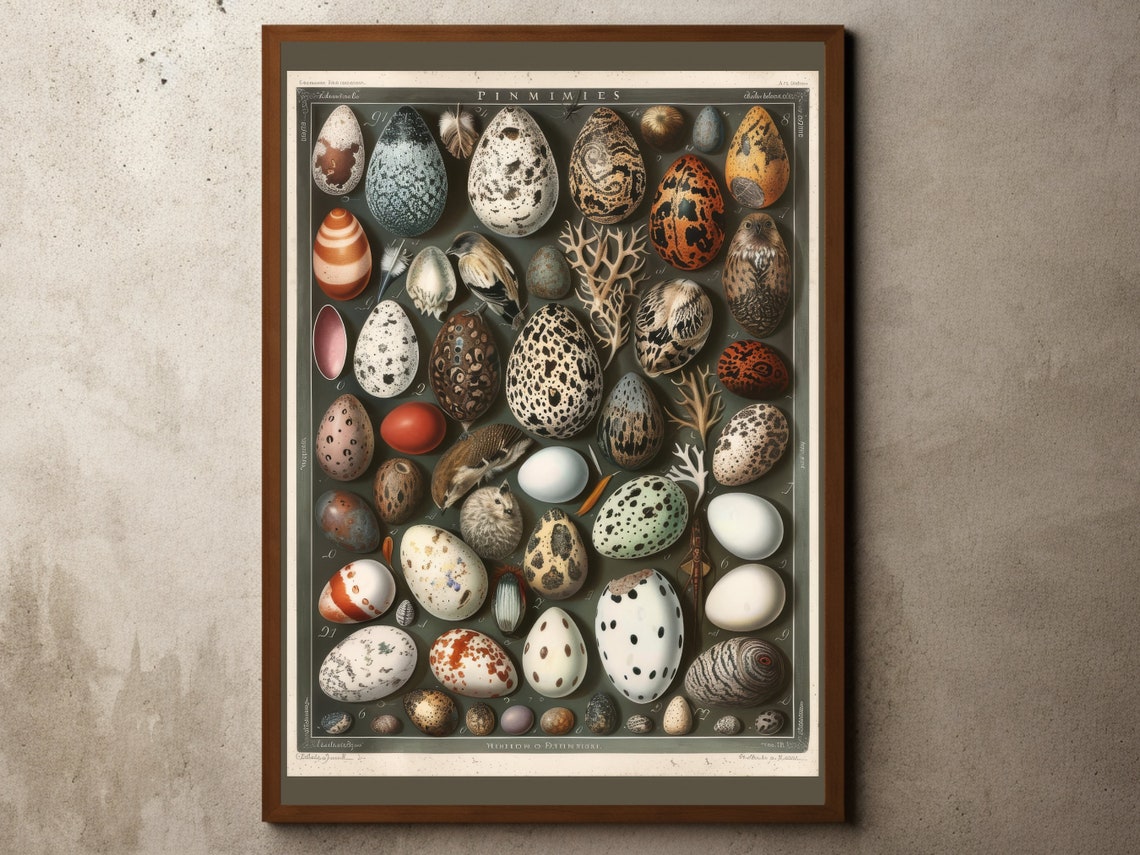Vintage Bird Egg Specimen Chart Antique Oology Scientific Poster