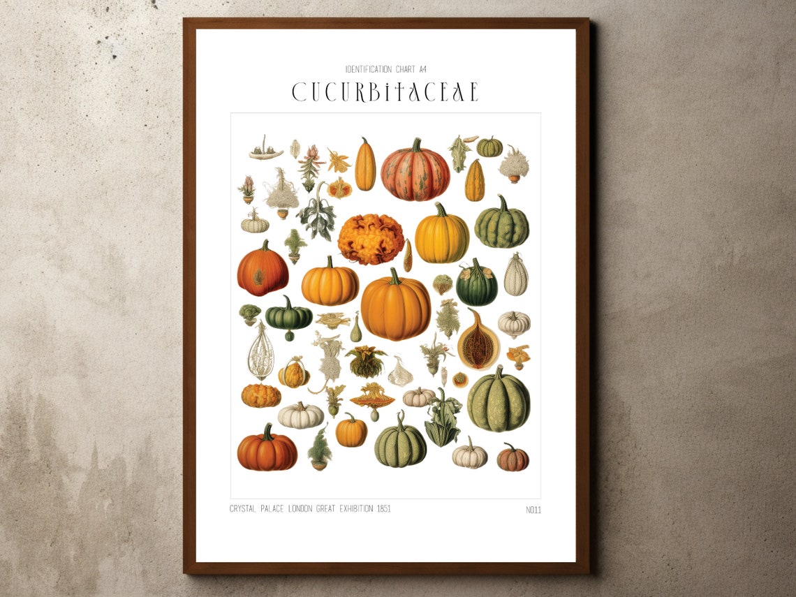 Botanical Identification Print Wall Art Plant Decor Floral Prints Nature Poster Ernst Haeckel Pumpkin