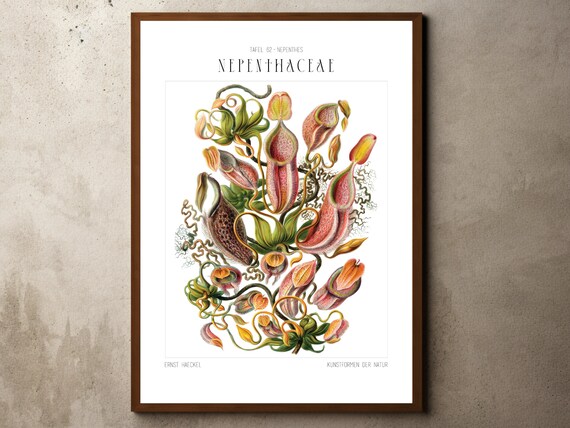 Tropical Decor Jungle Print Botanical Wall Art Plant Floral Prints Nature Poster Ernst Haeckel Plants
