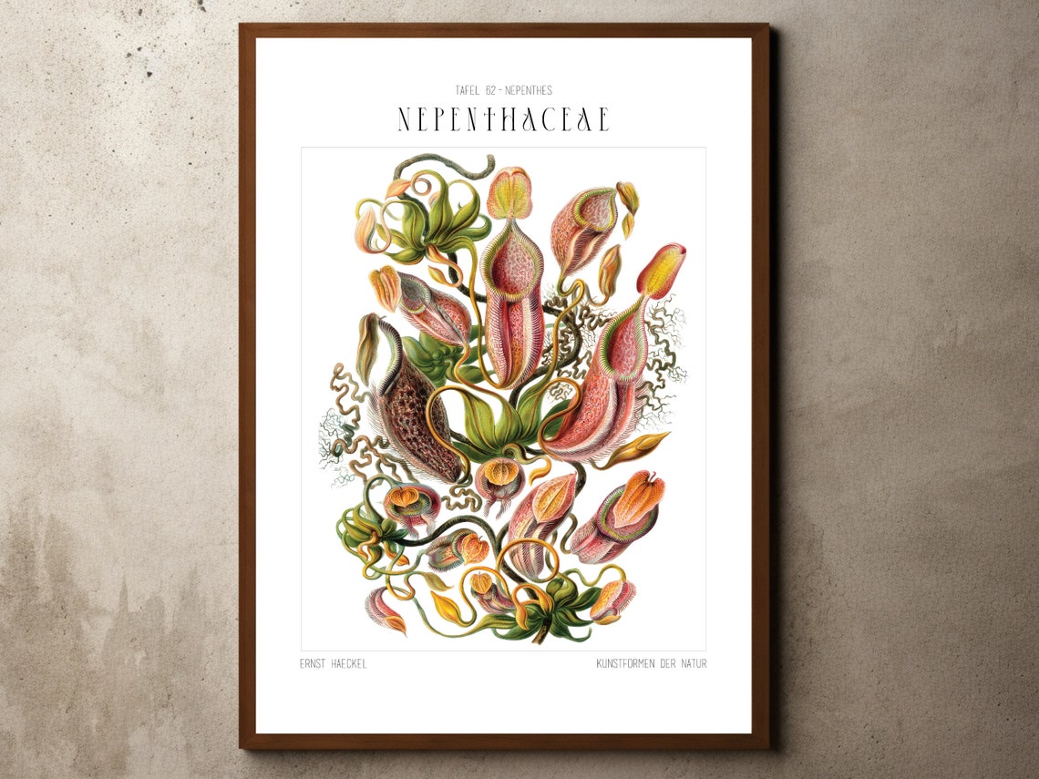 Ernst Haeckel Nepenthes Pitcher Plant Botanical Study Poster
