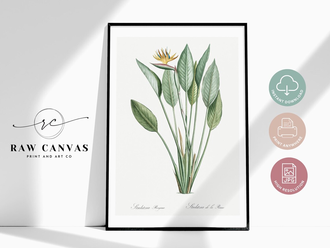 Vintage Bird Of Paradise Botanical Art, Redout