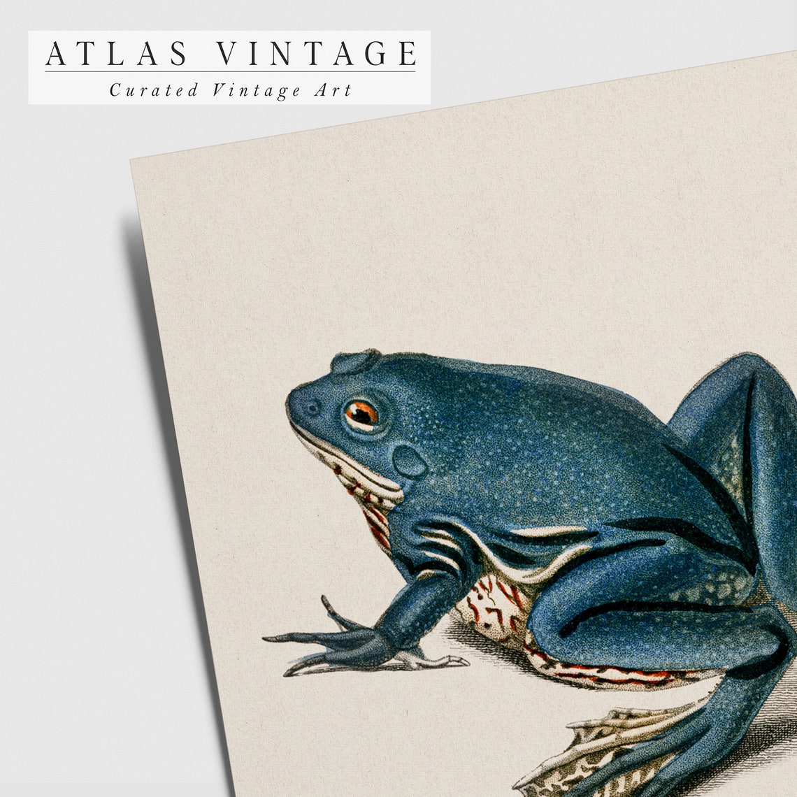 Blue Frog Vintage Naturalist Illustration Antique Toad Study Wall Art - Image 7
