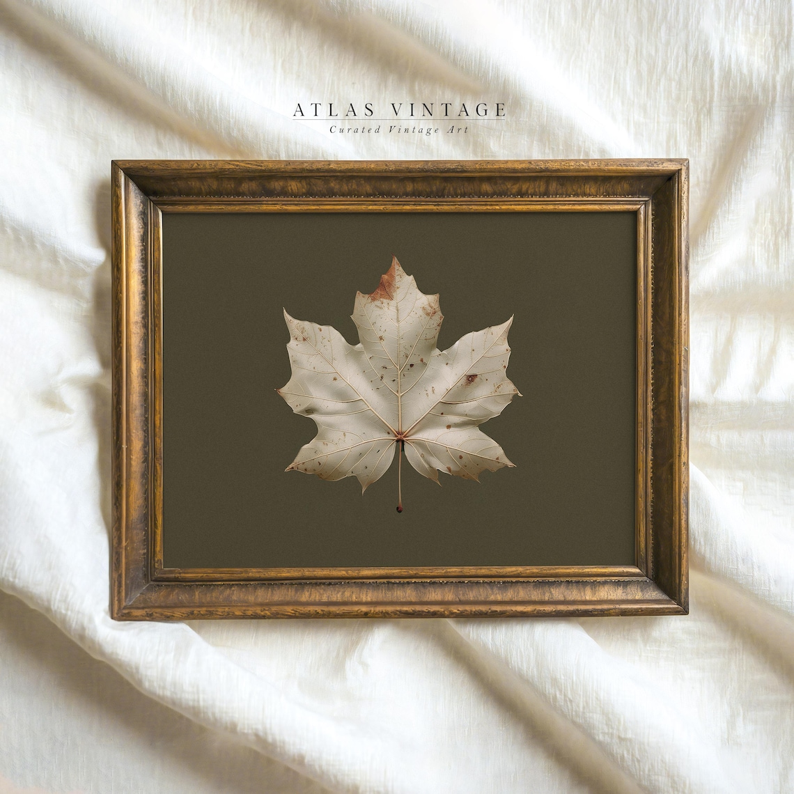 Dried White Maple Leaf on Olive Green Vintage Botanical Study Art Poster