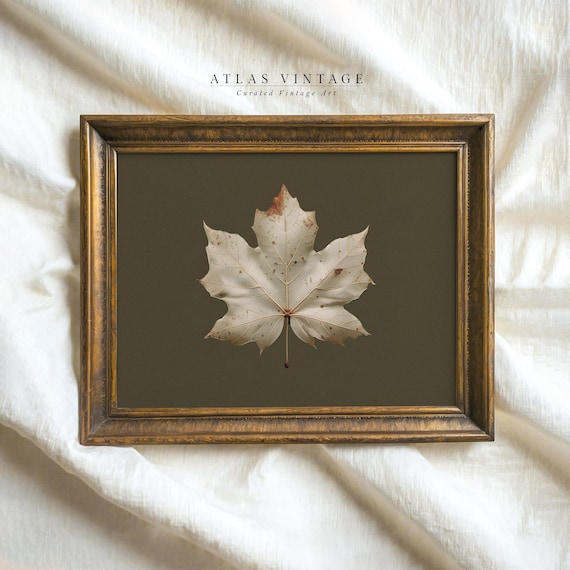 Dried White Maple Leaf on Olive Green Vintage Botanical Study Art Poster