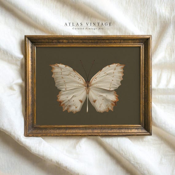 Vintage White Butterfly Print Dark Moody Insect Wall Art Cottagecore Sage Green Fall Decor Antique Moth Painting