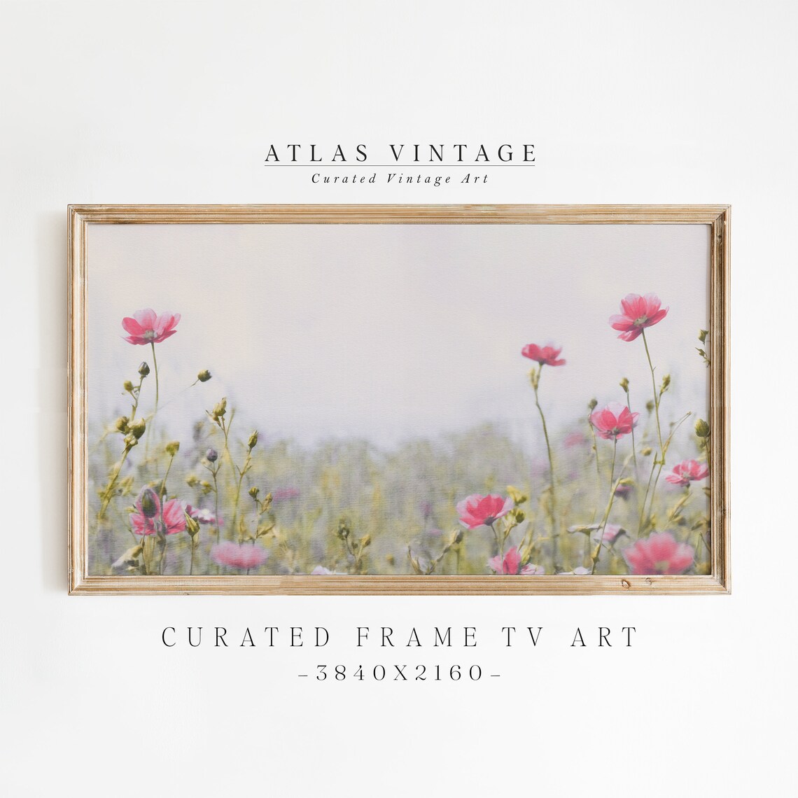 Pink Cosmos Wildflower Meadow Soft Spring Frame TV Art Screensaver Print