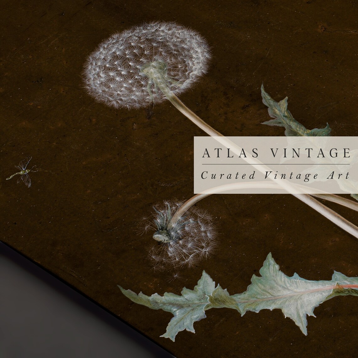 Dark Moody Dandelion Seed Botanical Vintage Style Dark Academia Poster - Image 5