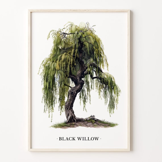 Black Willow Tree Art Print Wall Art Poster Nature Decor Minimalist Black Willow Tree Illustration Modern Home Decor C31 445
