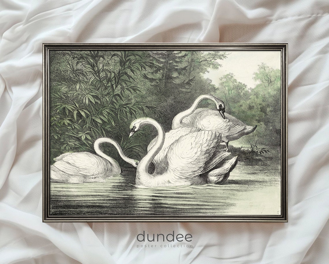 Three Swans on Calm Water Vintage Green Tint Engraving Poster