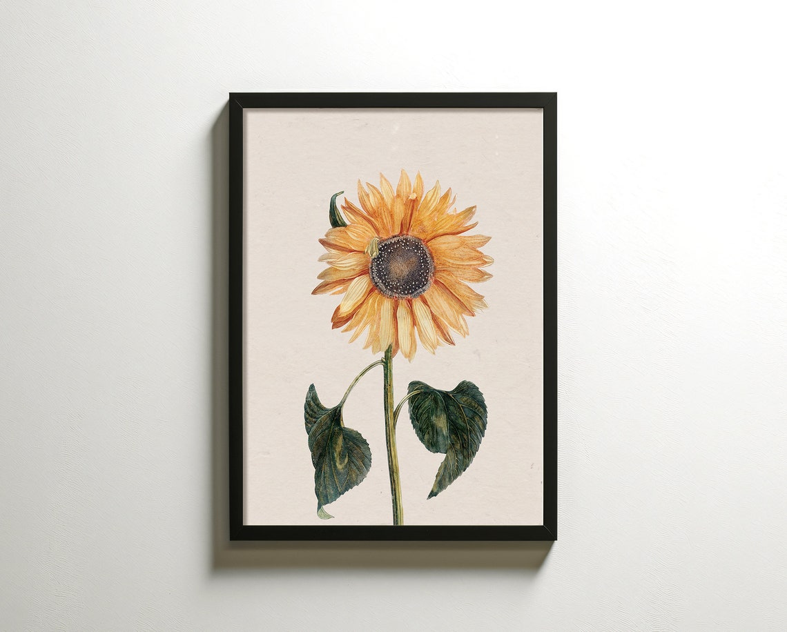 Single Sunflower Bloom Antique Botanical Illustration Art Poster - Image 2