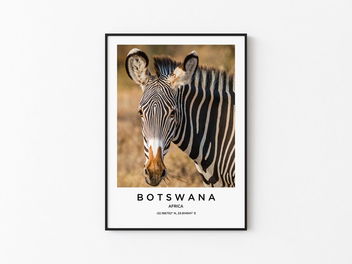 Botswana Africa Zebra Portrait Wildlife Photography Art Poster