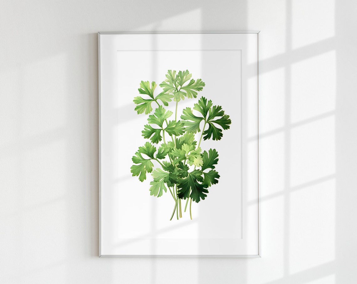 Parsley Sprig Vintage Botanical Illustration Green Herb Kitchen Print
