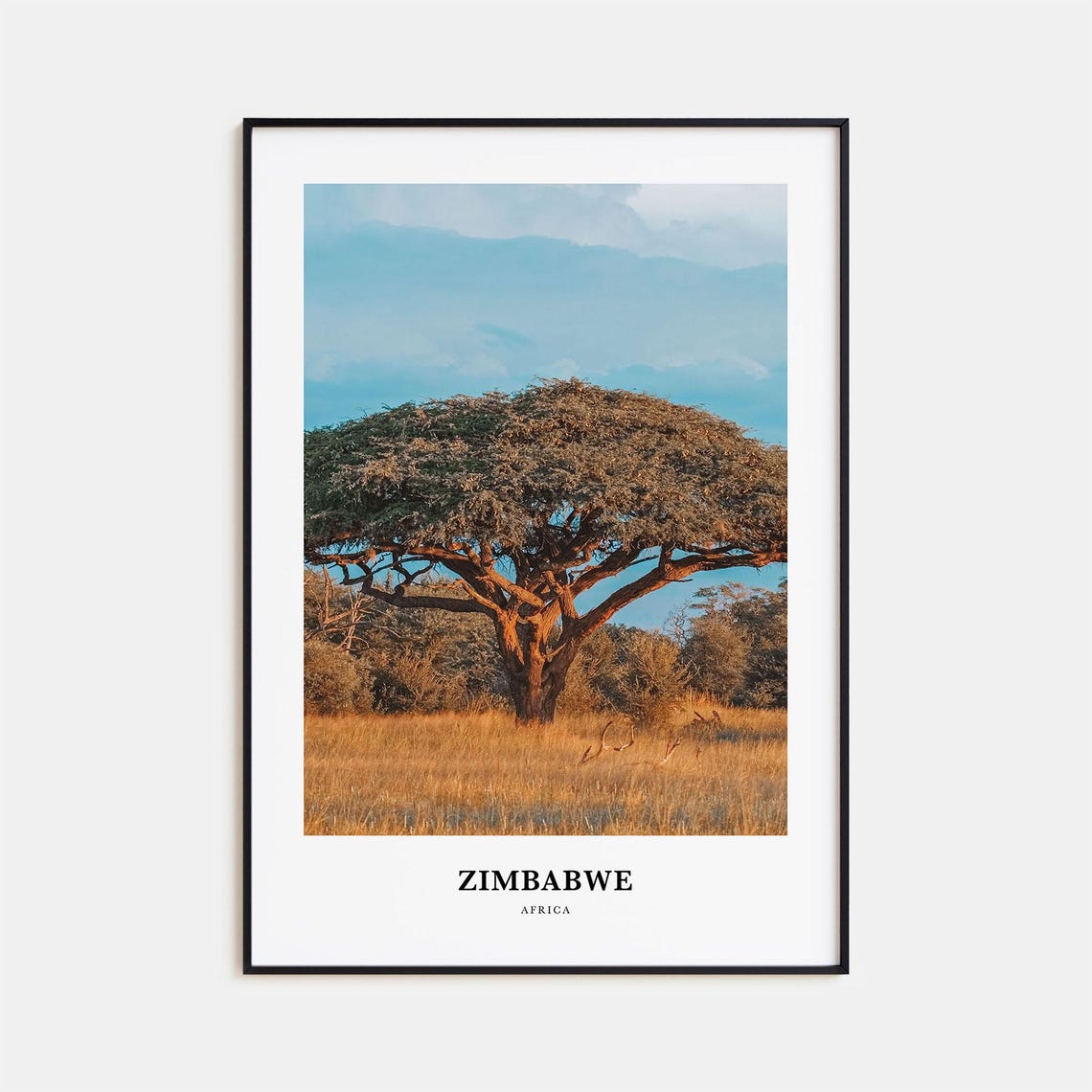Zimbabwe Acacia Tree Golden Savanna African Landscape Poster