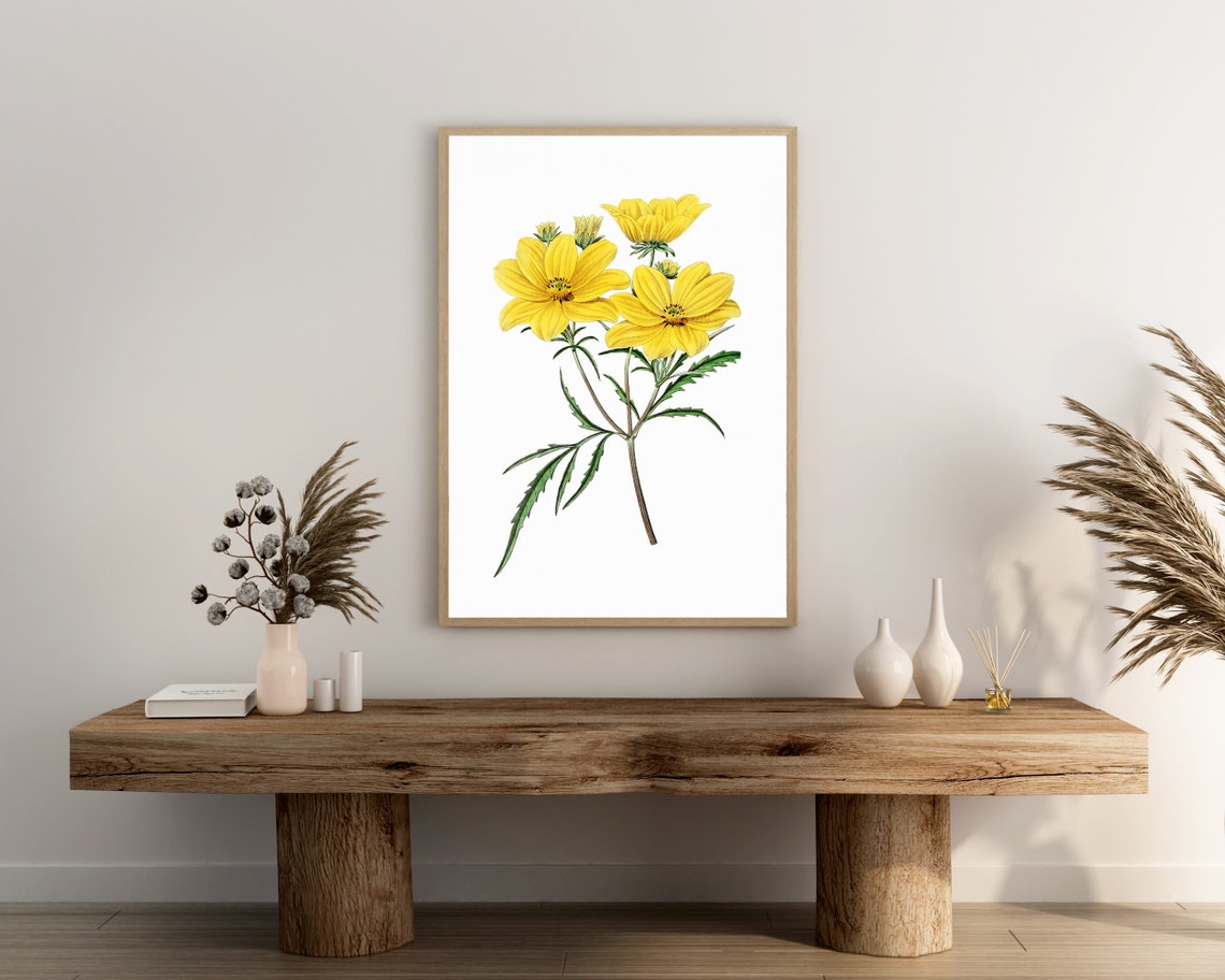 Yellow Cosmos Flower Vintage Botanical Illustration Cheerful Poster - Image 3