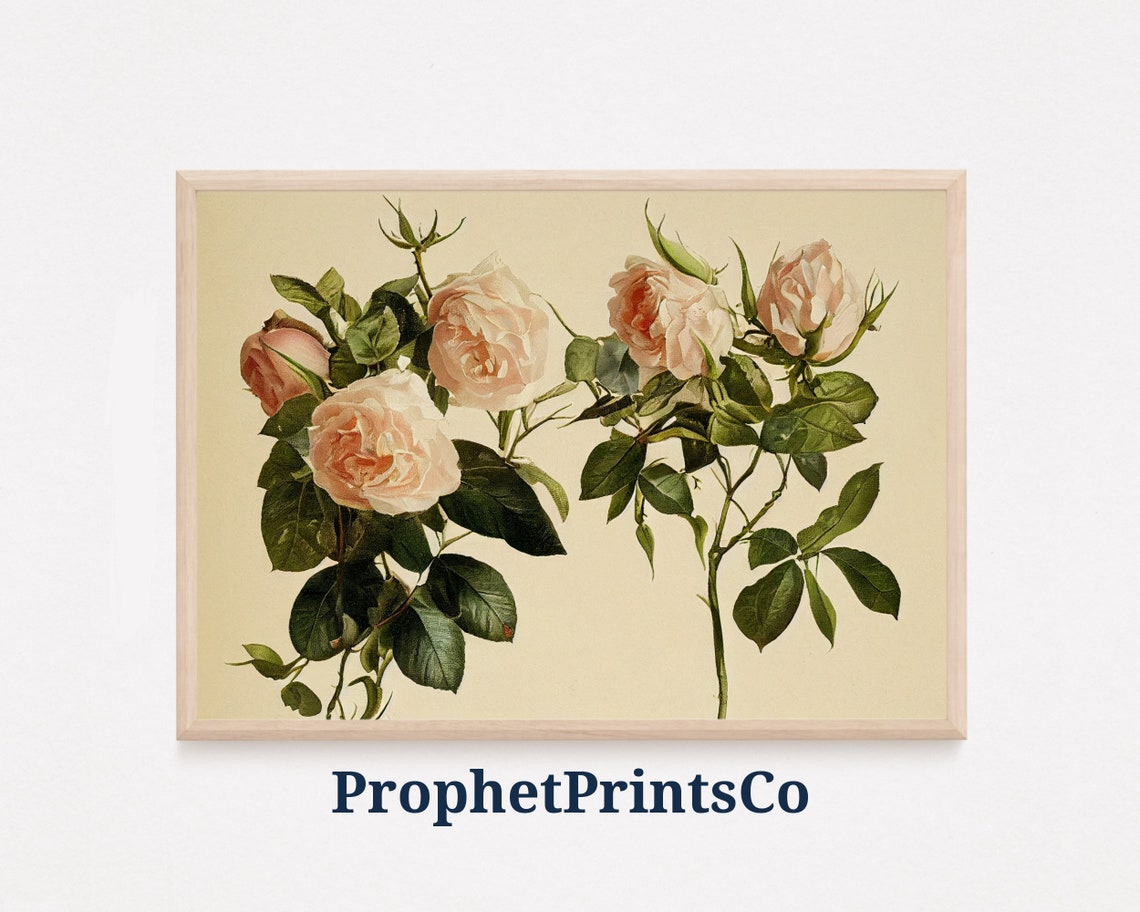 Cream Garden Rose Stems Vintage Botanical Illustration Poster